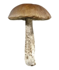 Suggestions